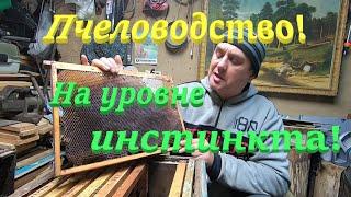  Найти себя в пчеловодстве с плохим зрением! #пчеловодство1