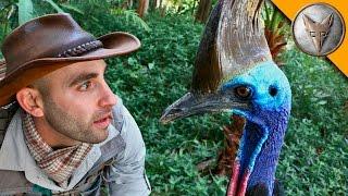 Man vs Cassowary!