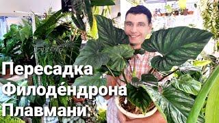 Филодендрон Плавмани / Philodendron Plowmanii / ПЕРЕСАДКА / РАЗМНОЖЕНИЕ /ГРУНТ