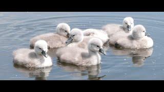 Seven swan cygnets swimming