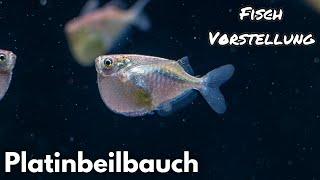 Platinbeilbauch - Thoracocharax securis | Liquid Nature Fisch Vorstellung