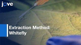 Endosymbionts Extraction Method From Whitefly Bemisia tabaci