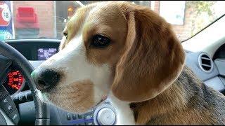 Cute beagle goes to the car wash for the first time