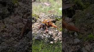 catch and observe giant hornets