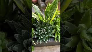 Creating  Succulent Arrangement  with low light requirements #succulents #garden #succulent