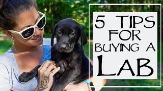 5 Things To Consider When Buying A Lab