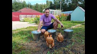 THE SECRET of the recipe for baked chicken under a bucket.