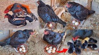 Black Hen 5 laying eggs || Hen 5 chicks hatched | Beautiful and colorful chicks came out || Hen Baby