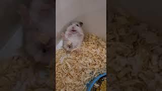 джунгарик кричит/pet/angry hamster/сломался/Джунгарский хомячок/ опять кричит/Hamster. тапаем хомяка