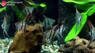 Pterophyllum scalare THE ELEGANT Red Back Amapa Angelfish. (Leopard Aquatic Q014A)