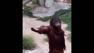 Orangutan stare down. #shorts #short #shortvideo #like