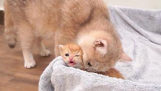 Mom cat gets angry when I try to help the kitten escape from the box and carry it close to her