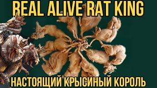 ЖИВОЙ КРЫСИНЫЙ КОРОЛЬ! ВПЕРВЫЕ В ИСТОРИИ! | LIVE RAT KING! FOR THE FIRST TIME IN HISTORY!
