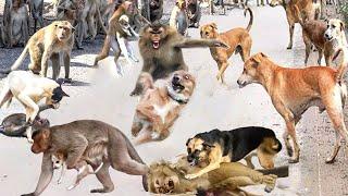 Monkey Rebellion in India! The Monkeys Broke Into The Village To Attack People And Dogs For Revenge