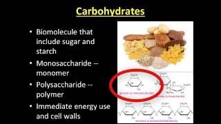 Video Lecture: 3-3 Macromolecules