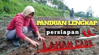 PANDUAN LENGKAP, CARA PENGOLAHAN LAHAN, BEDENGAN MULSA UNTUK MENANAM CABE !