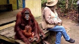 Camp Leakey Orangutans