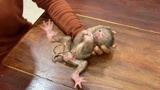 1rst Day Newborn Baby Monkey Weakness & Have C0rd In New Home