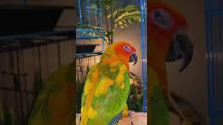 sunconure #корелла #cockatil #cockatils #bird #smartbird #birdcute #animal #pet #burungfalk #sc