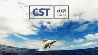 Estrelas e Baleias Louvando a Deus - César Sobre Tudo