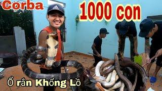 Kinh Hoàng, Thú Vui 3 Miền Gào Thét Khi Gặp Gia Đình Nhà Rắn Trú Ẩn Trong Nhà Hoang| King cobra