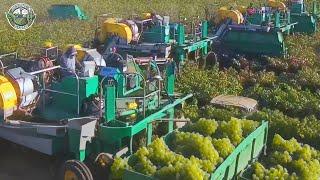 2.4 Billion Pounds Of Grapes Are Harvested And Processed This Way | Agriculture Technology