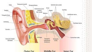 Ear Anatomy - காது உள்ளமைப்பியல்