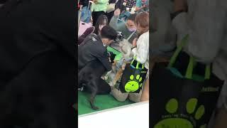 Pit Bull attacks Shiba Inu in Taiwan Dog Show