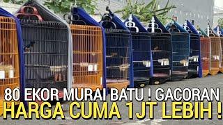 TINGGAL PILIH ! DARI GACOR SAMPAI PRESTASI REGIONAL MURAI BATU BUKAN DI PASAR BURUNG PRAMUKA