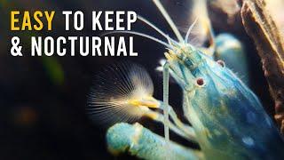 The ULTIMATE Vampire Shrimp Care Guide For Beginners!