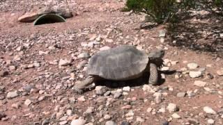 Desert Tortoise Conservation Center - Tortoise Group Field Trip