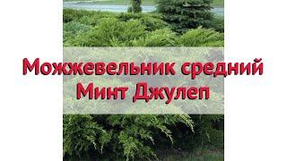 Можжевельник средний Минт Джулеп  Посадка. саженцы, крупномеры можжевельника: особенности сорта