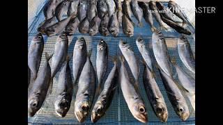  Ставридка вяленая. Dried horse mackerel