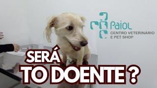 FUI NA CLÍNICA PAIOL CENTRO VETERINÁRIO E PET SHOP - AVENTURAS MELTUBE