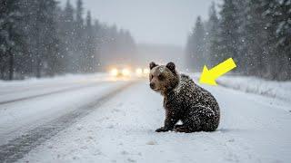 -25 degrees, an abandoned brown bear stared at every driver... until a miracle happened!