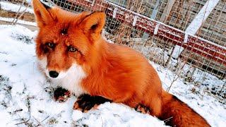 [English Subtitles] A typical day of unusual pet fox ALF