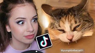 FUNNY CAT TIK TOK VIDEOS