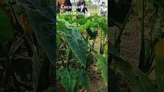 cucumber cultivation//under green house #farming#like #subscribe#ytshorts#youtubevideo #travel