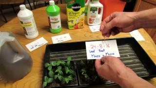 When, What & How to Feed Your Tomato and Vegetable Seedlings: True Leaves! - The Rusted Garden 2014