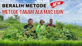 METODE TANAM CABAI MAS UDIN | PETANI CABAI YANG BERALIH METODE