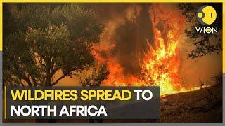 Algeria Heatwave: Wildfires Kill 34, Including 10 Soldiers | North Africa | WION Climate Tracker