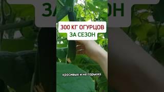 300 кг огурцов за сезон #огород #дача #сад #огурцы