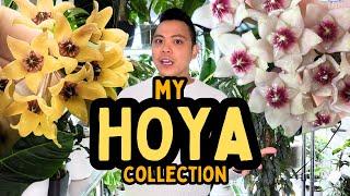 My Entire Hoya Collection (PART 1)  nova ghost, grey ghost, mathilde splash | indoor houseplants