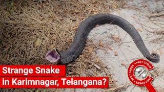 FACT CHECK: Does Video Show Snake Making Strange Sounds in Karimnagar, Telangana?