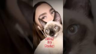 ASMR Cat Purring   #asmr #asmrscratching #asmrcatpurring #asmrcat #siamesecats #siamesecat #siamese