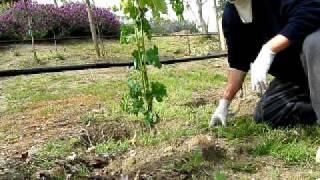 Training and Thinning Young Grape Vine to 2 Shoots