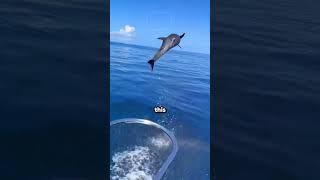 Why Dolphins Do Daring Jumps! 