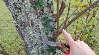 Rejuvenating An Old Plum Tree With Hard Pruning