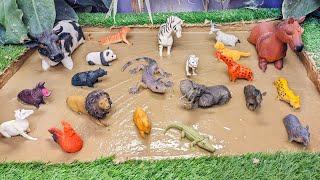 Muddy Adventures with Farm & Zoo Animals for Toddlers  Learn, Play & Laugh with Amazing Animals
