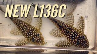 My New L136C Angelicus Pleco Breeding Group